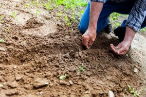 cultivating konjac in the UK - soil types