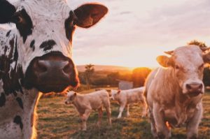What are Mycotoxins and how they can affect animals such as cows