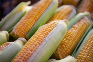 What are Mycotoxins and why are they Important - Sources in Corn