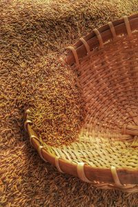 how the storage of grains can risk mycotoxins