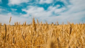 mycotoxins in the food supply